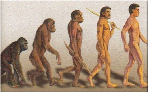 proses evolusi manusia dari nenek moyangnya